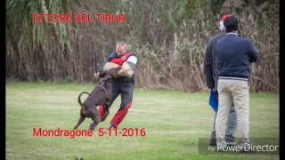 Ettore del Tibur ZTP dobermann Mondragone ECC 1A [upl. by Schatz]