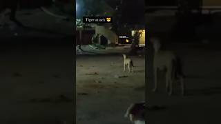 Tiger Attack😱 shorts comedy namoseth funny [upl. by Adnicul66]