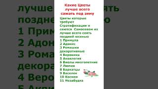 Какие Цветы лучше всего сеять под зиму [upl. by Capps]