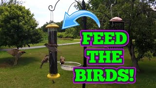 iBorn Tube Style Bird Feeder  Thistle Nyjer Seed [upl. by Adham]