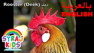 Learn Farm Animals  English amp Arabic  Bilingual  حيوانات المزرعة بالعربية و الانجليزية [upl. by Winser152]