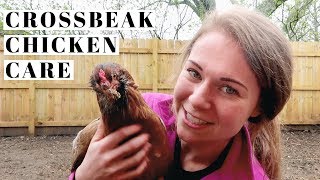 Why Crossbeak Chickens are HIGHLY VALUABLE to Every Flock [upl. by Aehcim]