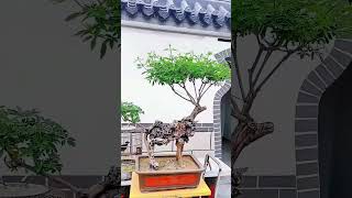 The Science Behind Chinese Bonsai Tree Microclimate Management for Optimal Growth Temperature [upl. by Sotsirhc]