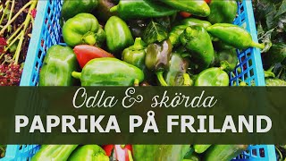 Odla och skörda paprika på friland [upl. by Sevart]