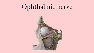 Anatomy of the eye Ophthalmic nerve [upl. by Hitoshi266]