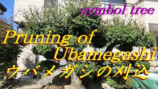 35 ウバメガシのシンボルツリー刈り込み Ubamegashis symbol tree pruning quotQuercus phillyraeoides AGreyquot [upl. by Arikaahs]