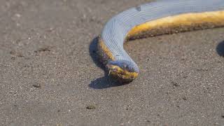 Discover the Belchers Sea Snake [upl. by Darbie729]