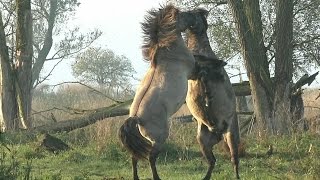 Impressive and Powerful Wild Fighting Horses [upl. by Letisha]