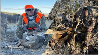 Colorado 3rd Rifle Season 2024 Part 2 Muleys and Elk Long Distance [upl. by Suzan259]