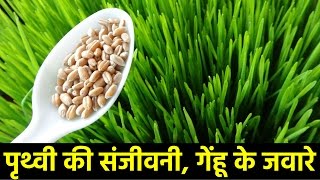 गेहूं के जवारे के फायदे  Amazing Health Benefits of Wheatgrass in Hindi [upl. by Walker]