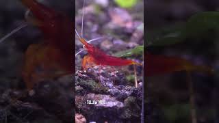 Five types of Sulawesi shrimp sulawesi caridina caridinashrimp [upl. by Meelas]