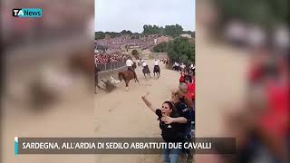 Sardegna allArdia di Sedilo abbattuti due cavalli [upl. by Charry507]