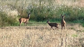 Ruja 2024 Trailer Hunting Roebuck in Poland [upl. by Starr]