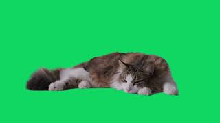 GREEN SCREEN CAT SLEEPING ANIMATED HD  Uyuyan Kedi Yeşil Perde shorts [upl. by Naj]