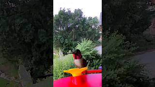 Hummingbirds fast and furious 🤣🕊 [upl. by Aihsyn]