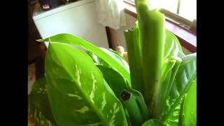 How To Prune Dieffenbachia [upl. by Amzaj]