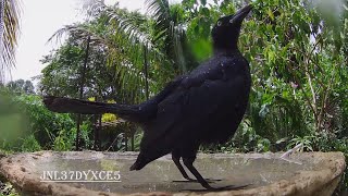 Bird Bath 1043 🦅🚿 [upl. by Ansell]