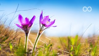 10 Hours of Relaxing Music  Sleep Music Beautiful Piano Music for Stress Relief Brandy [upl. by Anauqal675]