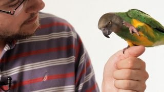 How to Teach Your Parrot to Talk  Parrot Training [upl. by Corydon]