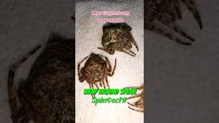 WRAPAROUND SPIDER Dolophones conifera Gagambang BakaBaka [upl. by Rollet947]