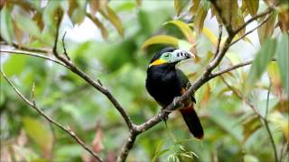 Spotbilled Toucanet  araçaripoca  Selenidera maculirostris [upl. by Star422]