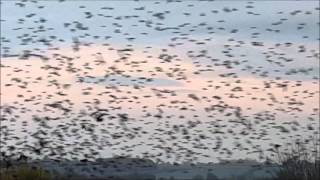 Starlings on Otmoor 27th October [upl. by Ahseenyt772]