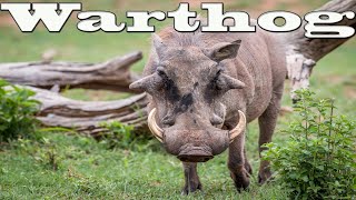 Warthog [upl. by Retrak855]