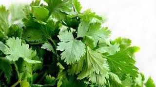 Health Benefits of Coriander Leaves [upl. by Koeninger533]