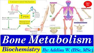 Bone metabolism bone remodeling metabolism biochemistry university 2024 newcurriculum [upl. by Rawley]