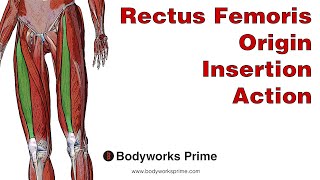 Rectus Femoris Anatomy Origin Insertion amp Action [upl. by Pratt]