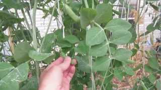 Powdery Mildew Treatment How To Kill Powdery Mildew Fast [upl. by Banquer669]