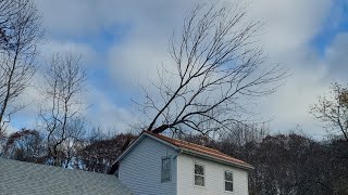 Failed Ash Tree Removed from House short version [upl. by Ramma]