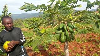 PAWPAW FARMING  MALKIA F1 agriculture farming papaya [upl. by Ailyt]