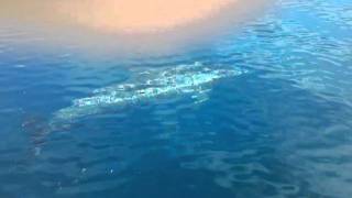 Porpoises in front of the boat 10 miles offshore [upl. by Balsam661]