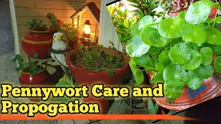 How to propagate Pennywort and its care [upl. by Aretina]