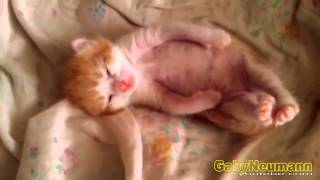 Lustige Videos  Lustige Katzen  Katze videos zum totlachen 17 [upl. by Darrow856]