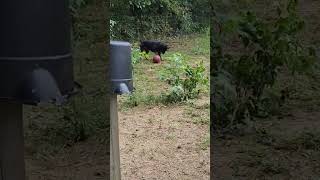 Bonnie the Rottweiler and her bowling ball toy farm nature animalsrescue [upl. by Yedorb]