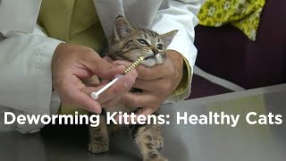 Deworming Kittens How to have a Healthy Cat [upl. by Arondell]