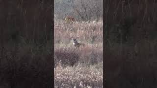 Have you ever done this to get a buck to stand up🦌 deer deerhunting [upl. by Aliek]