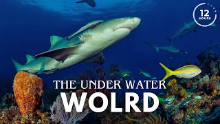 The Underwater World  Tropical Coral Reefs  UNDERWATER SOUNDS 12 HOURS [upl. by Eenel]