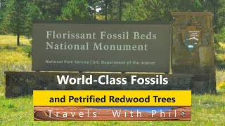 Florissant Fossil Beds National Monument  WorldClass Site Redwood Stumps  Walt Disney [upl. by Feodor]