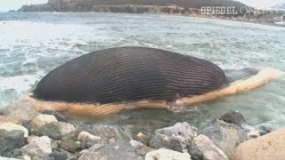 Gefährliches Strandgut WalKadaver kurz vor Explosion  DER SPIEGEL [upl. by Bokaj639]