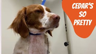 Cedar the Brittany Spaniel Brittany Dog Grooming [upl. by Godart]