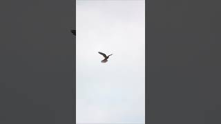 Kestrel in shaking flight  Turmfalke im Rüttelflug  Falco tinnunculus [upl. by Margeaux]