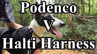 Crazy lead pulling dog tries a Halti Harness for the first time Do They Work [upl. by Nwad836]