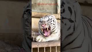 The White Tiger Roars 🐅 Closeup Video 🐅 World of nature tv 📸 [upl. by Livia717]