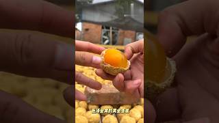 Egg boiling shorts facts shortvideo [upl. by Nivek]