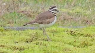 Killdeer in Cemetary audio killdeer [upl. by Beaver]