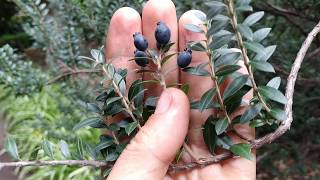 Myrtus communis Myrtle fruit [upl. by Ameerak322]