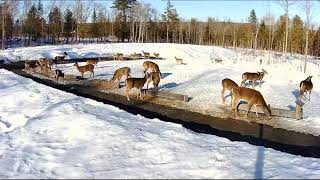 20190320  864 Deer on the Brownvilles Food Pantry For Deer [upl. by Saturday]